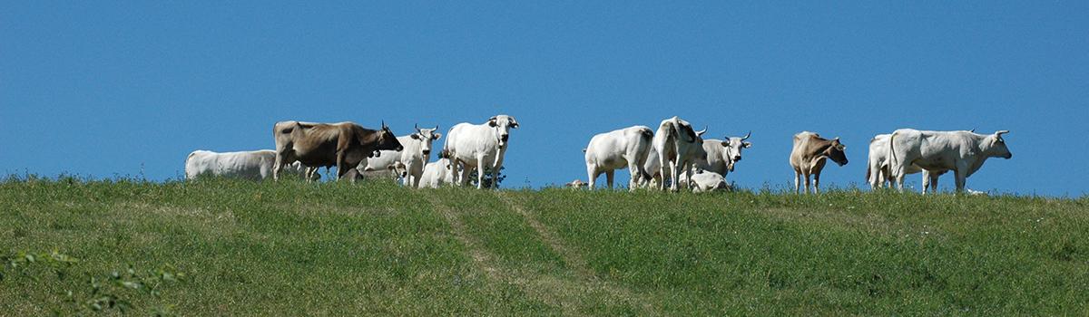 Immagine di bovini della razza chianina al pascolo nei pressi di Badia tedalda