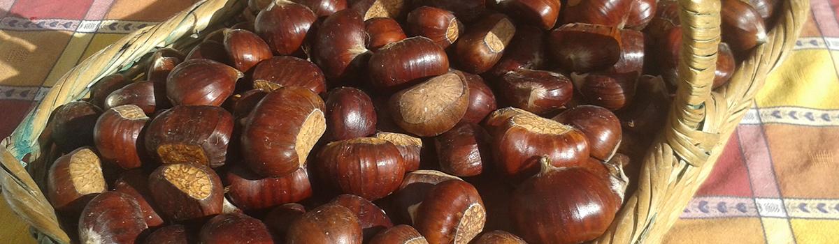 Immagine di castagne dell'Appennino Centrale