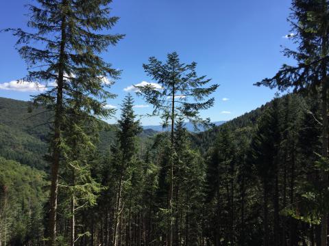 Immagine del Parco Nazionale delle Foreste Casentinesi