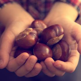 Immagine di mani ricolme di castagne