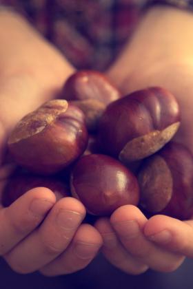 Immagine di mani ricolme di castagne